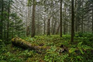پوستر دیواری طبیعت بکر جنگل مه آلود و تنه درخت خزه بسته برای دکوراسیون مدرن و بیوفیلیک