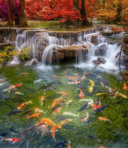 طرح دیوارپوش سه بعدی حوضچه ماهی‌های کوی و آبشار مینیاتوری برای آرامش‌بخشی به اتاق نشیمن