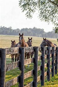 عکس باکیفیت گله اسب‌های قهوه‌ای در دشت سرسبز انتخابی عالی برای پوستر دیواری ویلا و دکوراسیون اتاق مدیریت