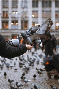 دانه دادن به کبوترها در میدان شهر با نمای معماری کلاسیک مناسب پوستر دیواری کافه و رستوران سنتی