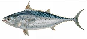 تصویر گرافیکی دقیق ماهی تن (Tuna) با جزئیات آناتومیک برای کتاب‌های آموزشی کودکان، منوی رستوران دریایی و شلف آشپزخانه