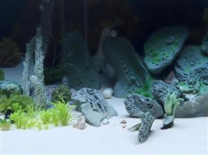 تصویر واقعی صخره‌ها و گیاهان آکواریوم با شن سفید مناسب برای پوستر دیواری پشت آکواریوم و فضاهای آرامش‌بخش