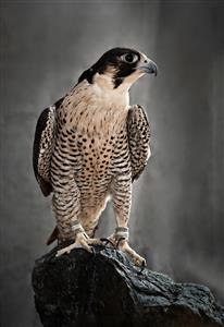 عکس باکیفیت شاهین شکاری روی صخره مناسب چاپ روی بوم و پوسترهای تزئینی دفاتر اداری و محیط‌های صنعتی