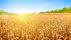 منظره رویایی مزرعه گندم طلایی زیر نور خورشید برای چاپ پوستر دیواری پذیرایی و دیوارپوش سه بعدی ویلا و هتل