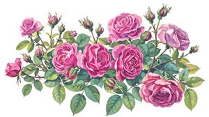 طرح افقی شاخه گل رز محمدی صورتی بسیار باکیفیت ویژه پوستر دیواری عریض و حاشیه دیوار