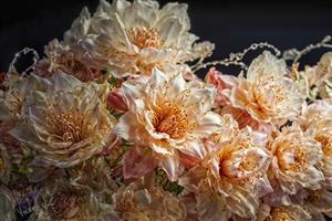 عکاسی کلوزآپ از گل‌های صدتومانی کرم و صورتی با نورپردازی دراماتیک برای تابلو بوم دکوراتیو لابی هتل و اتاق خواب مستر