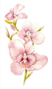 تصویر گرافیکی گل‌های ارکیده صورتی و بنفش روی زمینه سفید مناسب پوستر دیواری عمودی اتاق خواب و کلینیک پوست