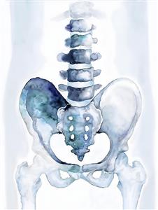آناتومی لگن و ستون فقرات با سبک هنری آبرنگ ویژه پوستر دیواری مراکز توانبخشی و ارتوپدی
