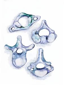 نقاشی آبرنگی مهره‌های ستون فقرات برای تابلو دکوراتیو کلینیک کایروپراکتیک و دفتر پزشکان