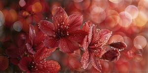 تصویر باکیفیت شکوفه‌های گیلاس قرمز با قطرات شبنم و بوکه برای پوستر دیواری فانتزی و چاپ روی شاسی و دفترچه‌های یادداشت