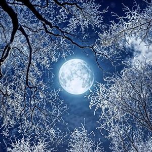 منظره زمستانی درختان یخ‌زده و برفی زیر نور ماه برای چاپ پوستر دیواری مینیمال و دکوراسیون ویلاهای کوهستانی