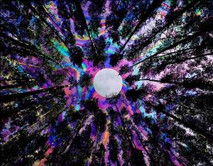 نمای عمودی از آسمان بنفش و نئونی در میان درختان کاج برای پوستر دیواری مدرن سقف و اتاق خواب نوجوان