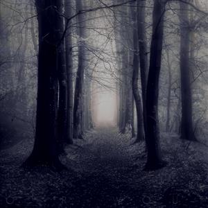 جاده‌ای مه‌آلود در میان درختان بلند جنگل تاریک و سیاه و سفید برای چاپ پوستر دیواری مینیمال و دکوراسیون اداری و هتل
