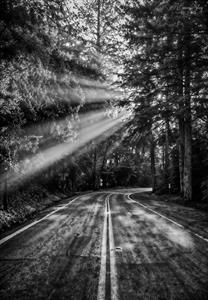 عکس سیاه و سفید جاده جنگلی و تابش نور خورشید برای تابلو دکوراتیو عمودی و دیوار اتاق نشیمن