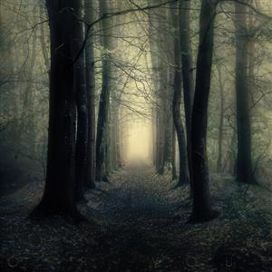 پوستر دیواری منظره جنگل مه‌آلود با عمق زیاد ایده آل برای بزرگ‌نمایی فضای پذیرایی و راهرو هتل