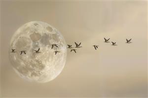 تصویر مینیمال پرواز پرندگان در مقابل ماه کامل برای پوستر دیواری اتاق خواب، بالای تخت و چاپ روی پرده و روتختی