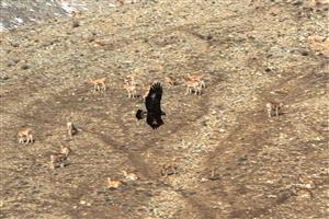 عقاب طلایی و شکار عکاسی حیات وحش ایران