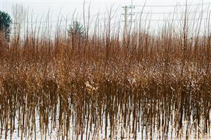 مزرعه در زمستان عکس انتزاعی از مناظر طبیعت زیبا