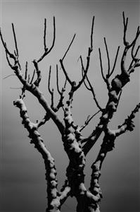 درختان در برف عکاسی سیاه و سفید انتزاعی در زمستان