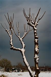 درختان زمستان عکس انتزاعی تابش نور خورشید