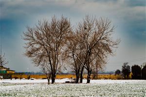 درختان زمستانی چشم انداز طبیعت و زیبایی های زمستانی