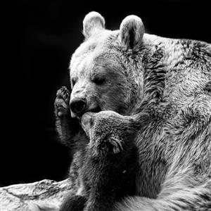 خرس قهوه ای و توله اش در زیست بوم ایران