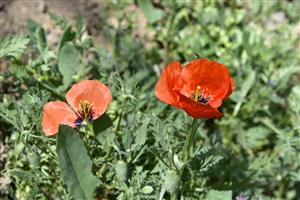 گلهای شقایق زیبا