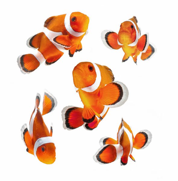 صخره ماهی دلقک ماهی یا ماهی شقایق جدا شده در پس زمینه سفید