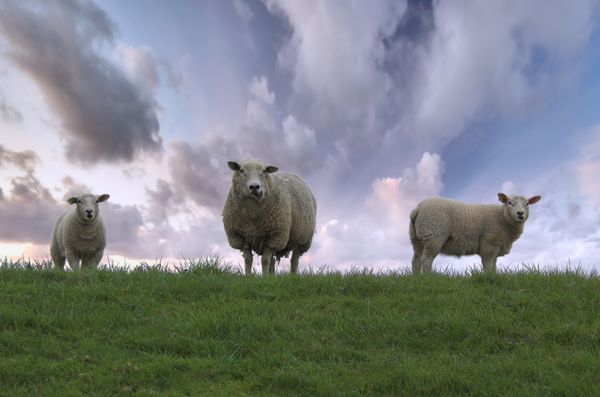 گوسفند مادر و دو بره اش