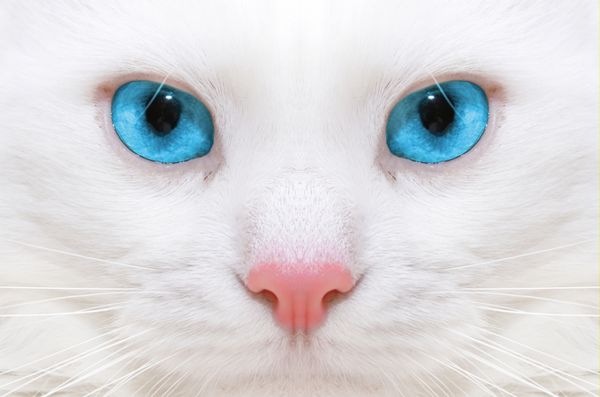 گربه سفید ماکرو