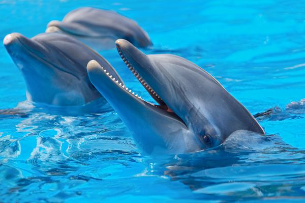 دلفین های شاد در آب آبی استخر