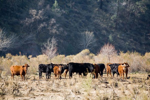 گاوهای مرتع آزاد در دامنه دره سن خواکین کالیفرنیا چرا می کنند