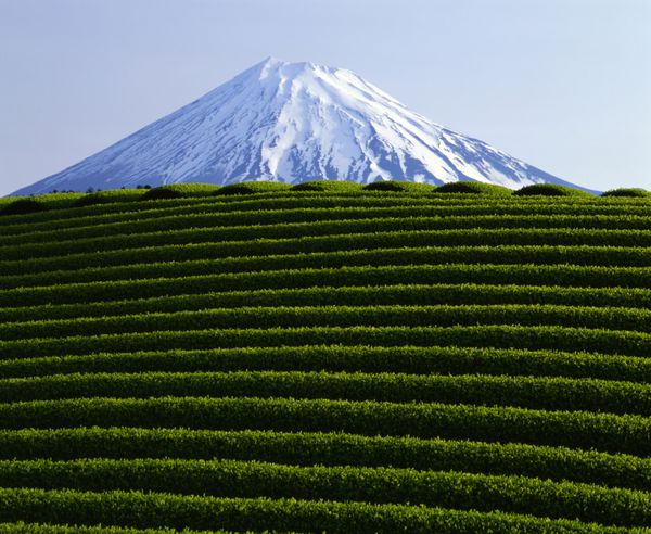 مزارع چای سبز روبروی کوه فوجی