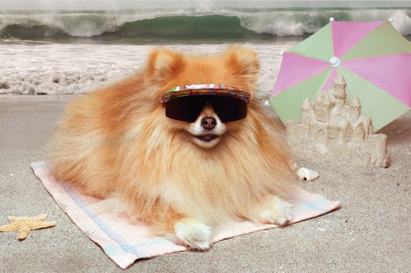 سگ پامرانین با عینک آفتابی دراز کشیده روی حوله ای در ساحل با قلعه شنی چتر و امواج در پس زمینه
