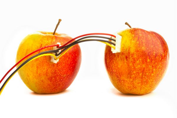 دو سیب تازه با سیم به هم وصل شده اند