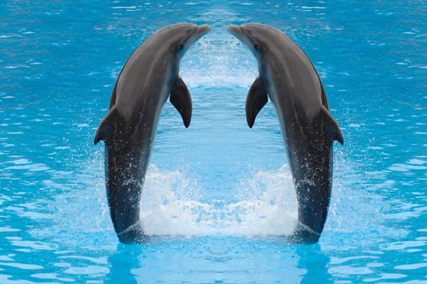 دوقلوهای دلفین در حال پریدن در آب هستند