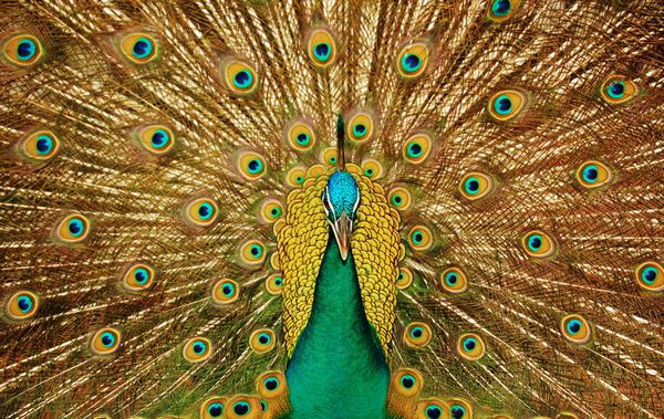 یک طاووس زیبا با پرهای رنگارنگ