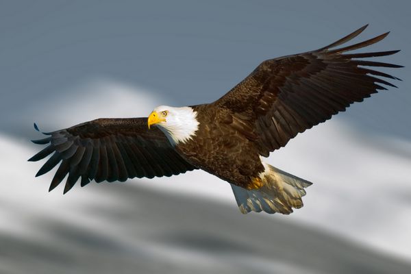عقاب طاس با نور در صورت و در حال پرواز در برابر پس زمینه کوه مصور