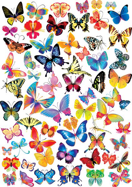 تعداد زیادی پروانه چند رنگ مختلف - وکتور