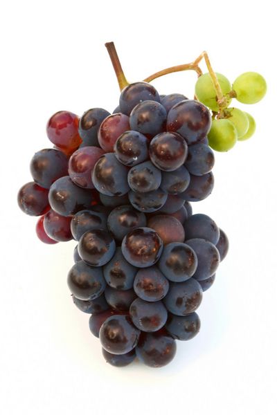 بطری شراب و شاخه انگور جوان در اوایل تابستان
