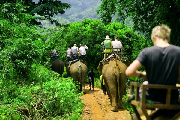 گروه توریستی در جنگل بر پشت فیل ها سوار می شوند