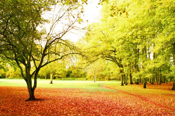 مناظر زیبای پاییزی روشن از مسیری که به یک پارک آرام منتهی می شود