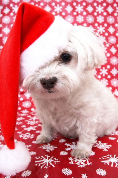 سگ سفید مالتی با کلاه بابا نوئل کریسمس