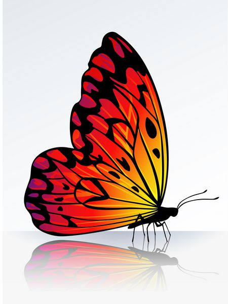پروانه ای زیبا به رنگ آتش بر روی سطح بازتابنده