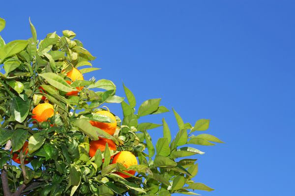 میوه های پرتقال تازه روی درخت بر فراز آسمان آبی