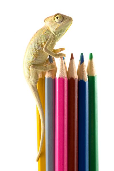 مارمولک و مداد رنگی