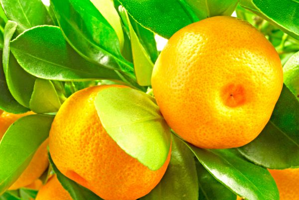 دو نارنگی روی شاخه با برگ