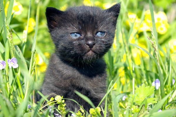 بچه گربه سیاه بچه گربه سیاه کوچک با چشم آبی در گیاهان راه می رود