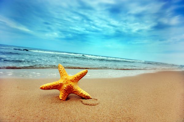 ستاره دریایی در ساحل - بهترین برای استفاده از وب -