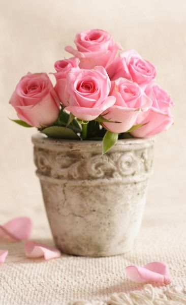 گل رز صورتی در گلدان